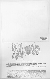 Alternaria solani image